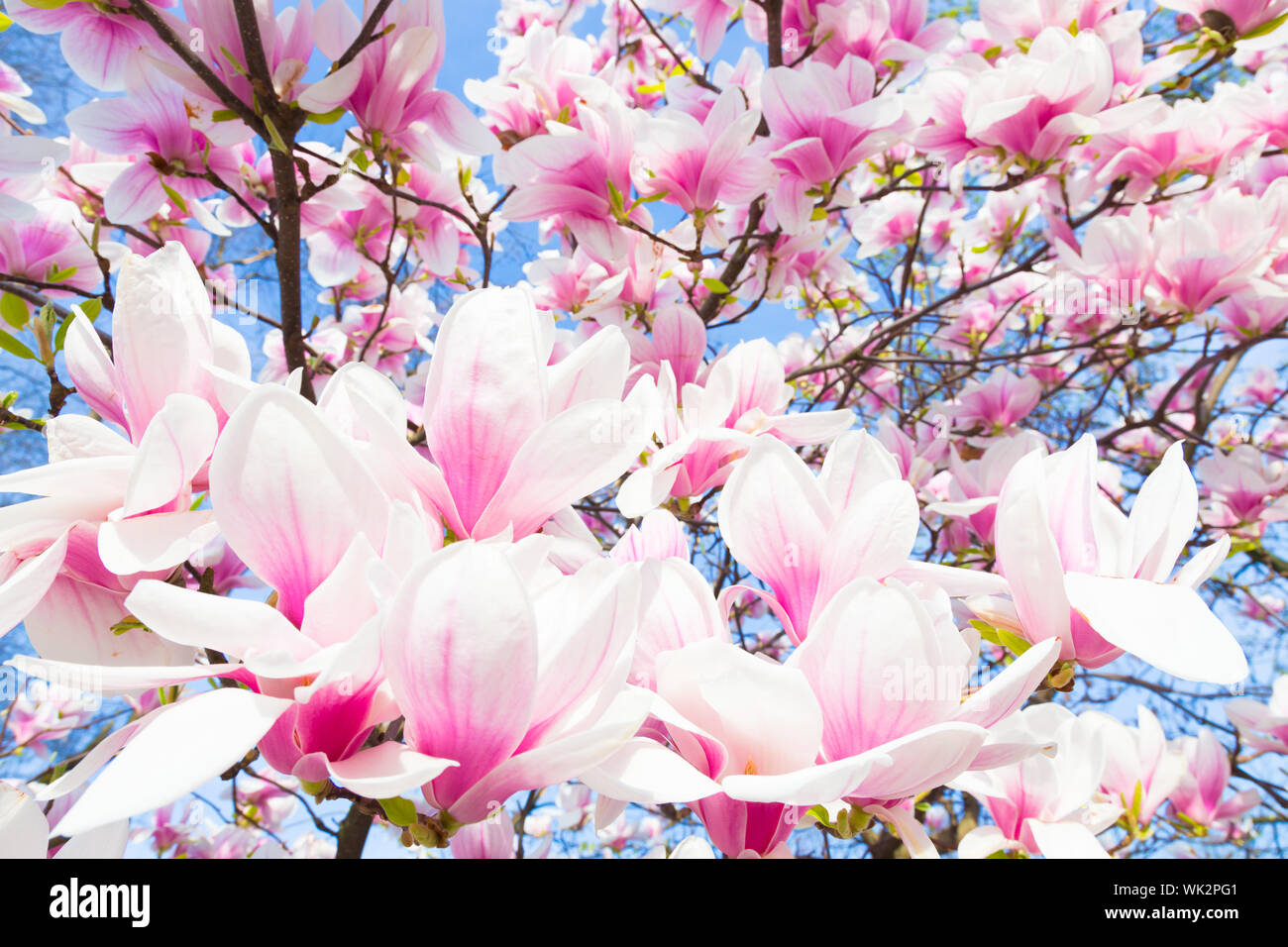Beautiful magnolia tree blossom in spring time Stock Photo - Alamy