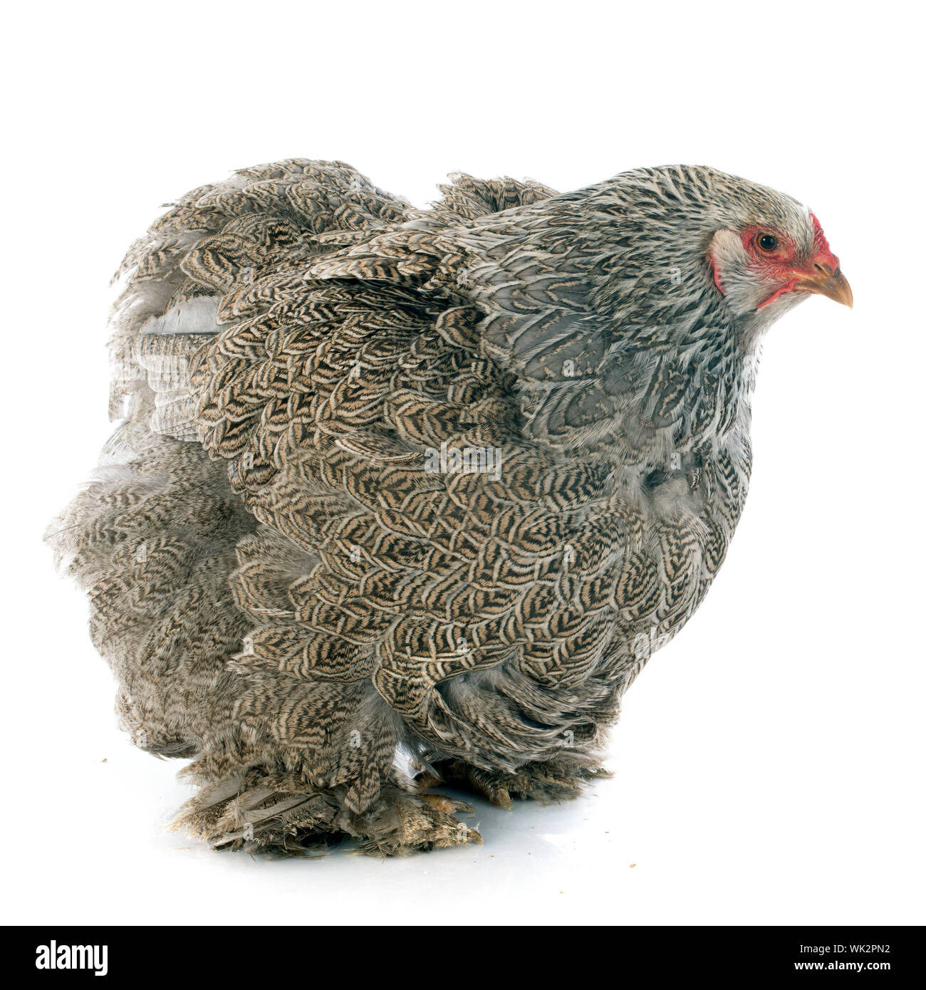 Brahma chickens hi-res stock photography and images - Alamy