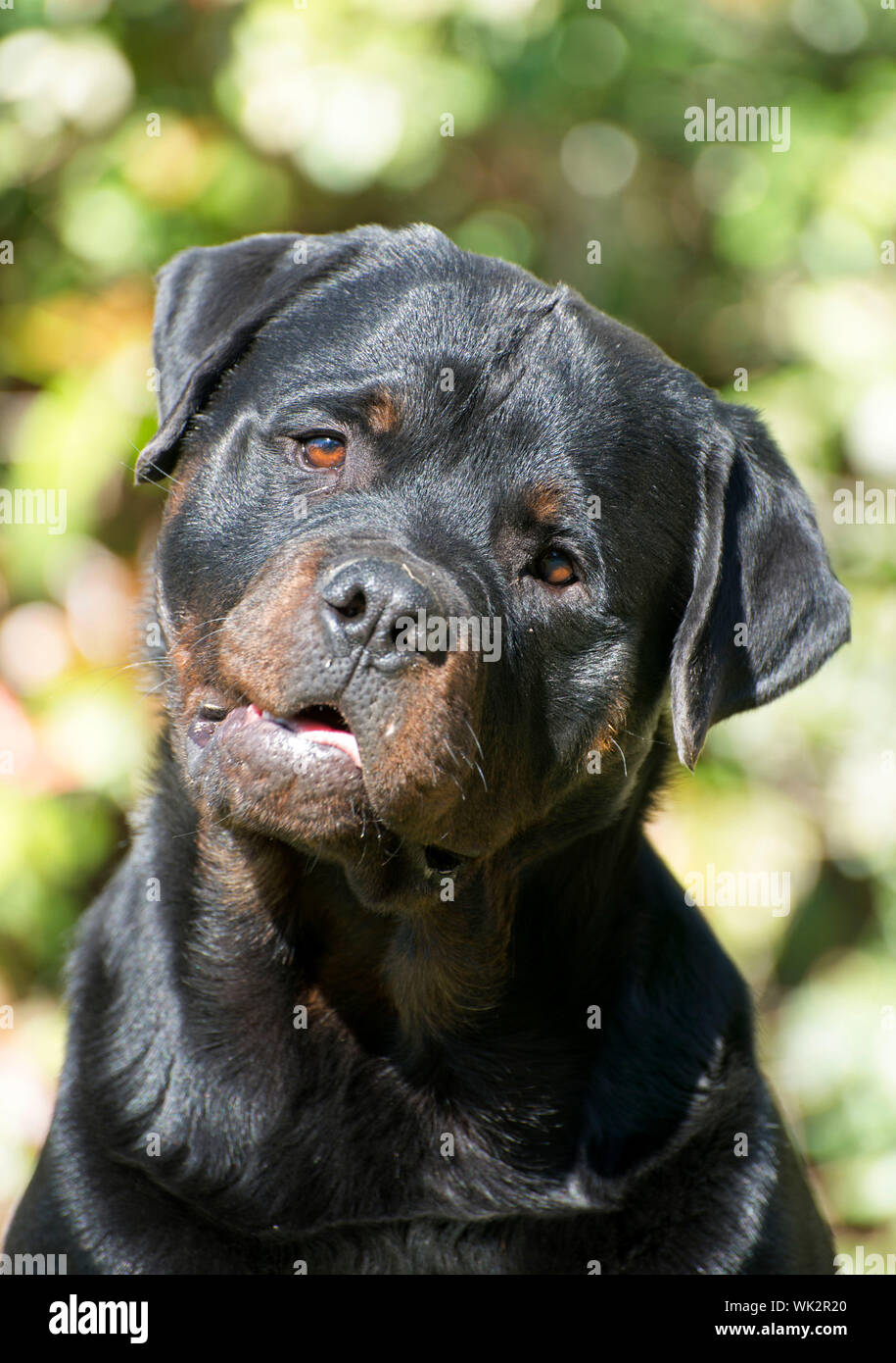 young rottweiler, seven months old in a garden Stock Photo - Alamy