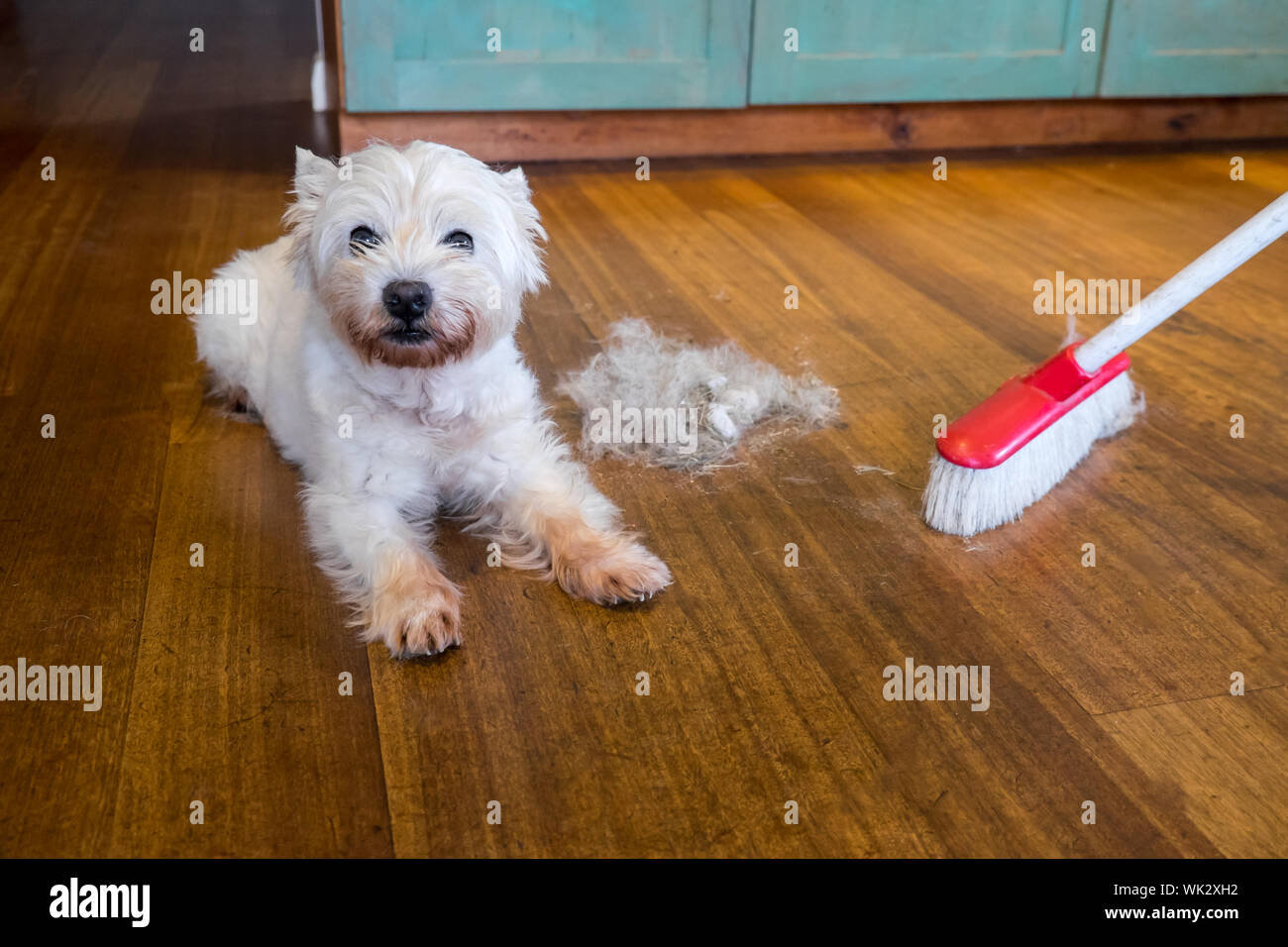Do Westies Shed Hair