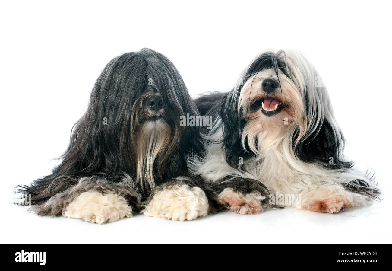 Tibetan Terrier In Front Of White Background Stock Photo Alamy