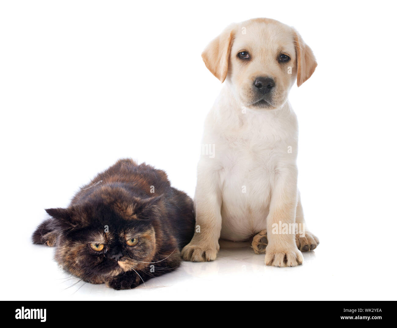 Exotic Shorthair Cat And Puppy Labrador Retriever In Front Of