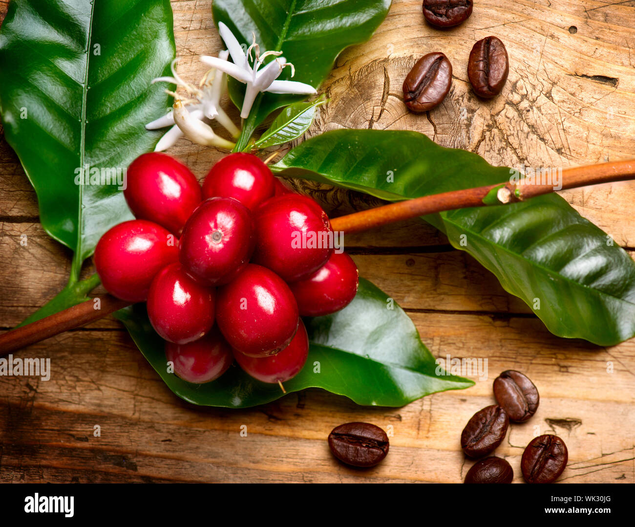 Coffee Plant. Red coffee beans on a branch of coffee tree Stock Photo ...