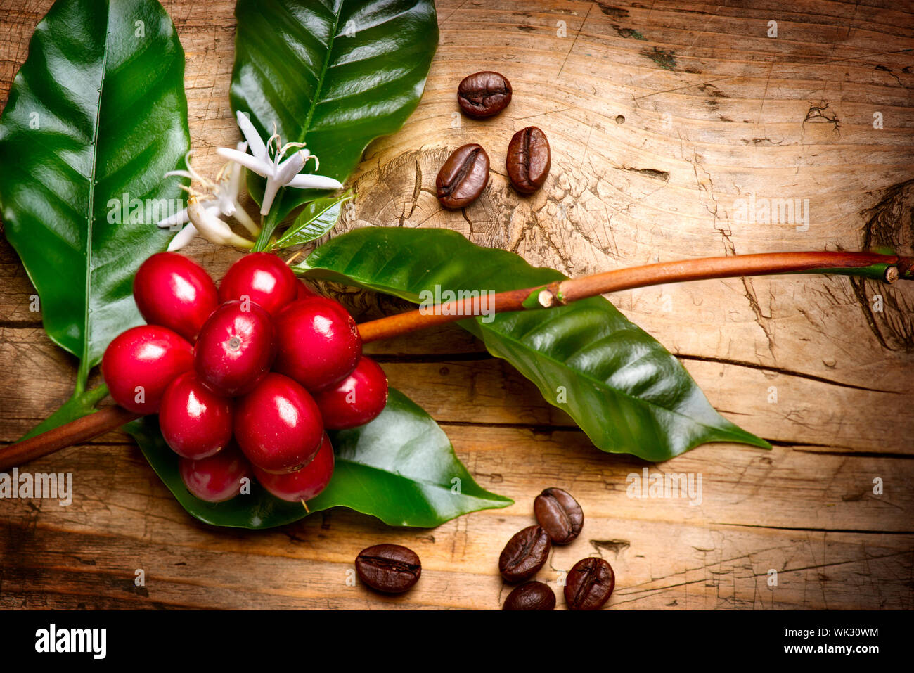 Coffee Plant. Red coffee beans on a branch of coffee tree Stock Photo ...