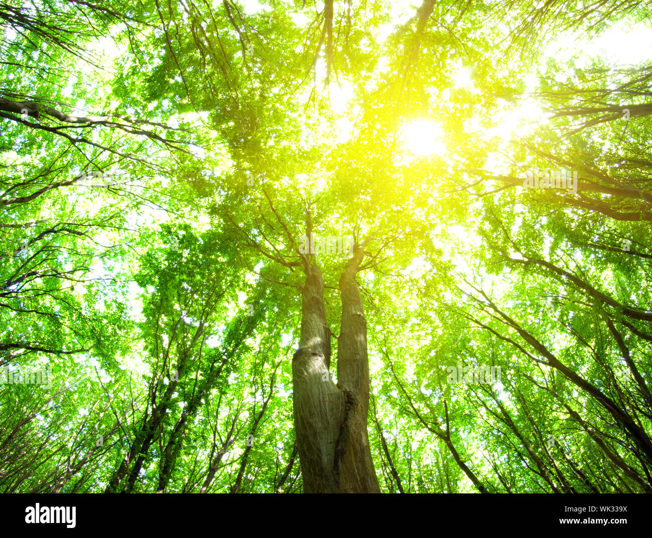 forest trees. nature green wood backgrounds Stock Photo - Alamy