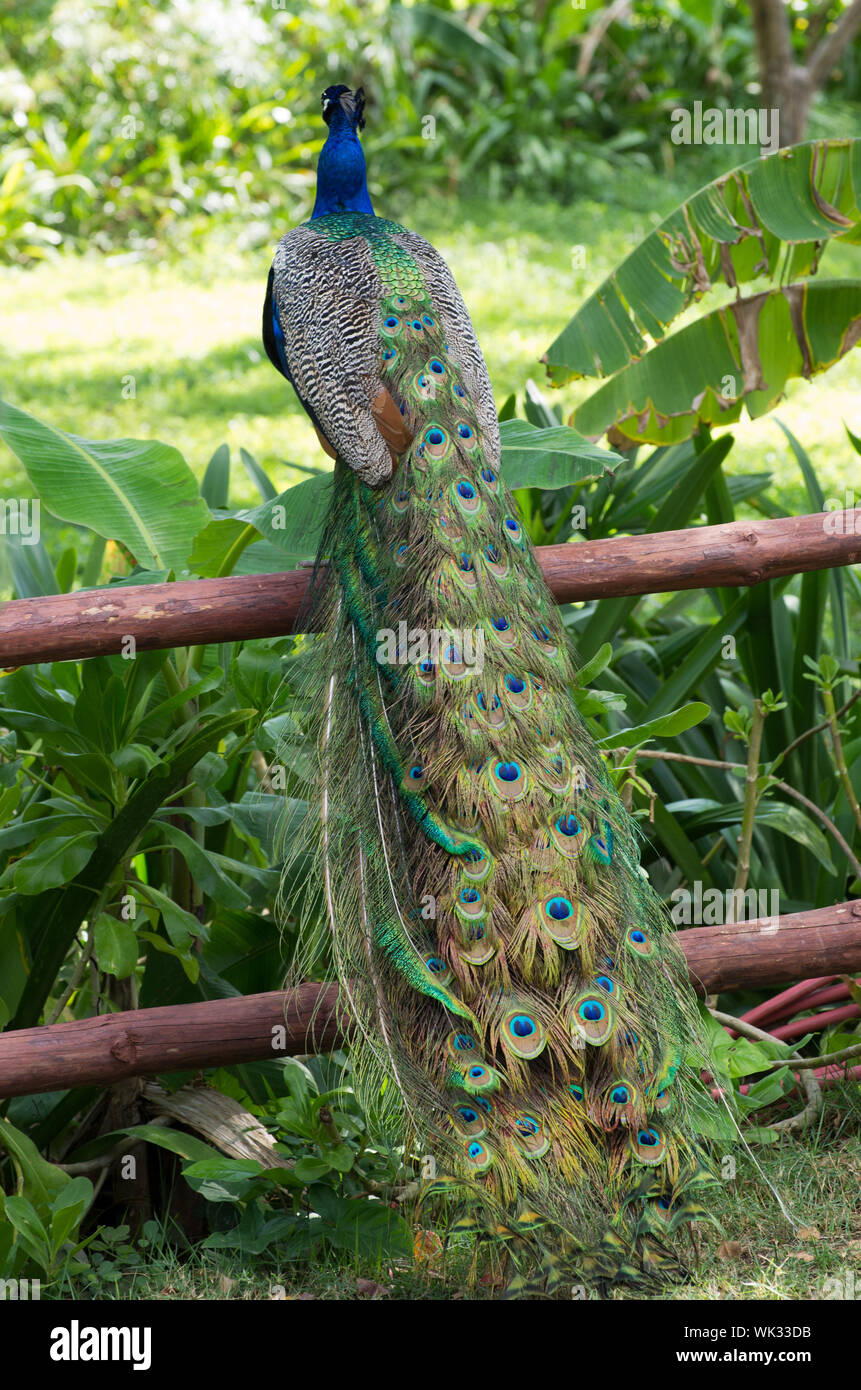 Peacock on a green grass Stock Photo - Alamy