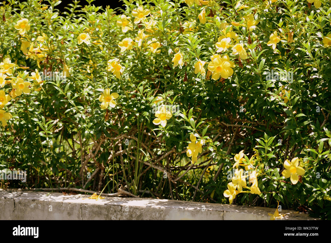 Yellow Alamanda Flowers (Allamanda cathartica) Blooming in a Tropical Garden Stock Photo