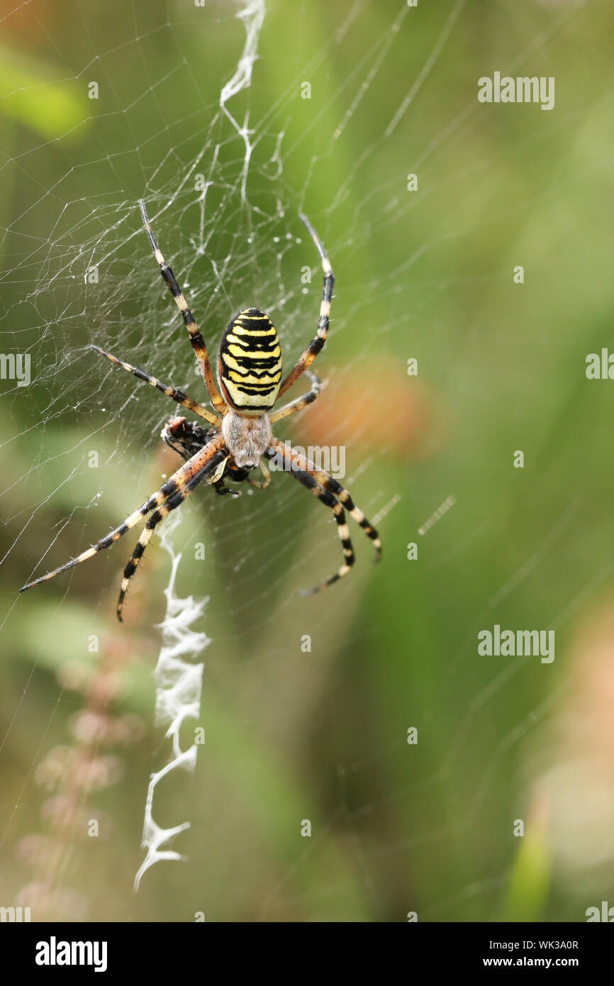 A non-native Wasp Spider, Argiope bruennichi, eating a fly that has got caught in its web in the wild in the UK. Stock Photo