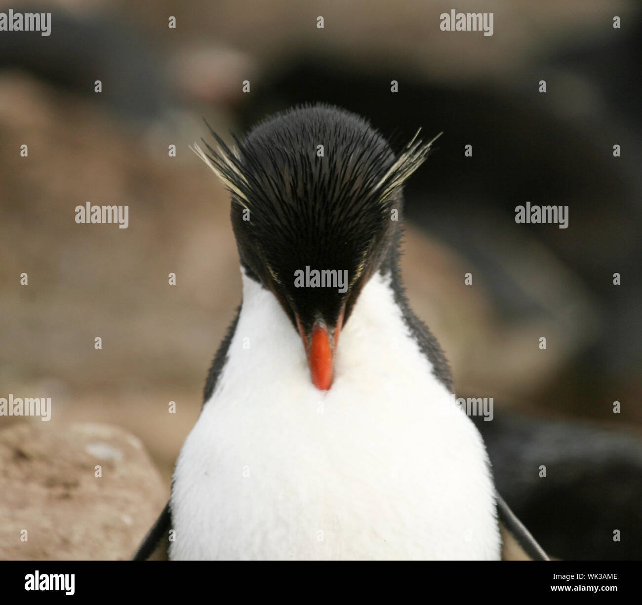 Rockhopper penguins (Eudyptes chrysocome) on the Falkland Islands Stock