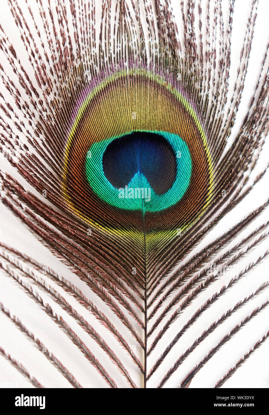 Peacock Feather Stock Photo