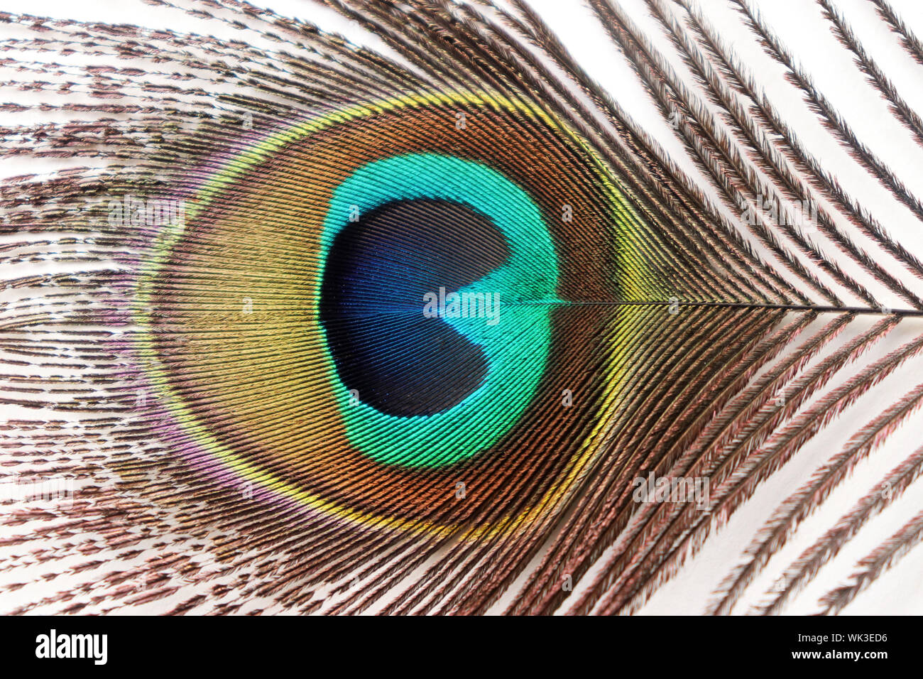 Peacock Feather Stock Photo