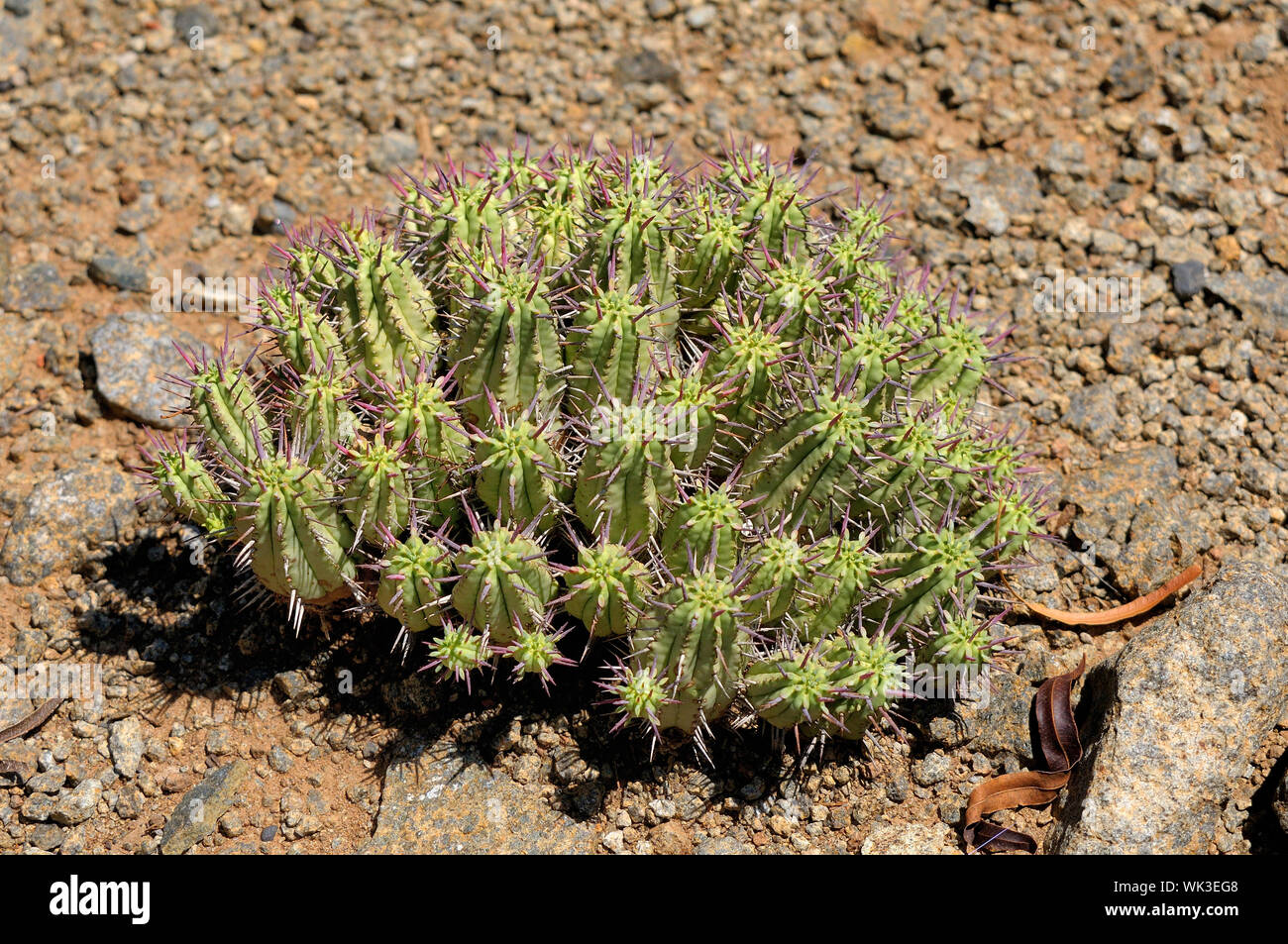 Spurge or Euphorbia ferox, succulent indiginous to South Africa Stock Photo