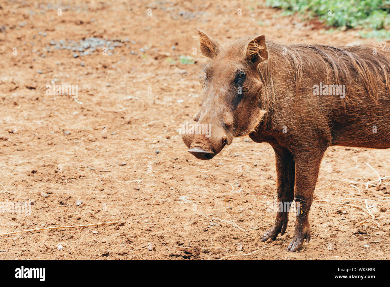 A portrait of a big male warthog Stock Photo