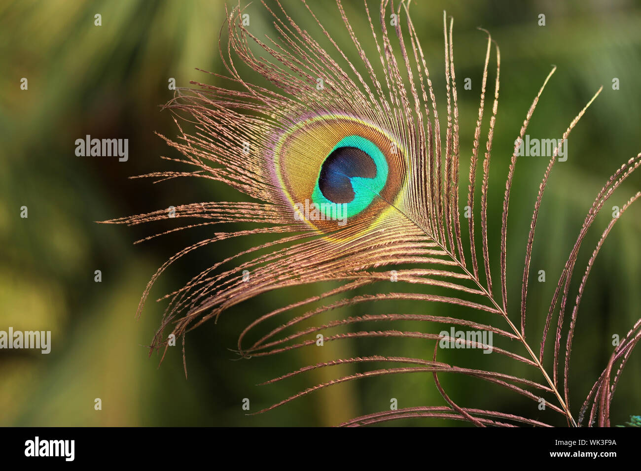 Single Peacock Feathers With Flute