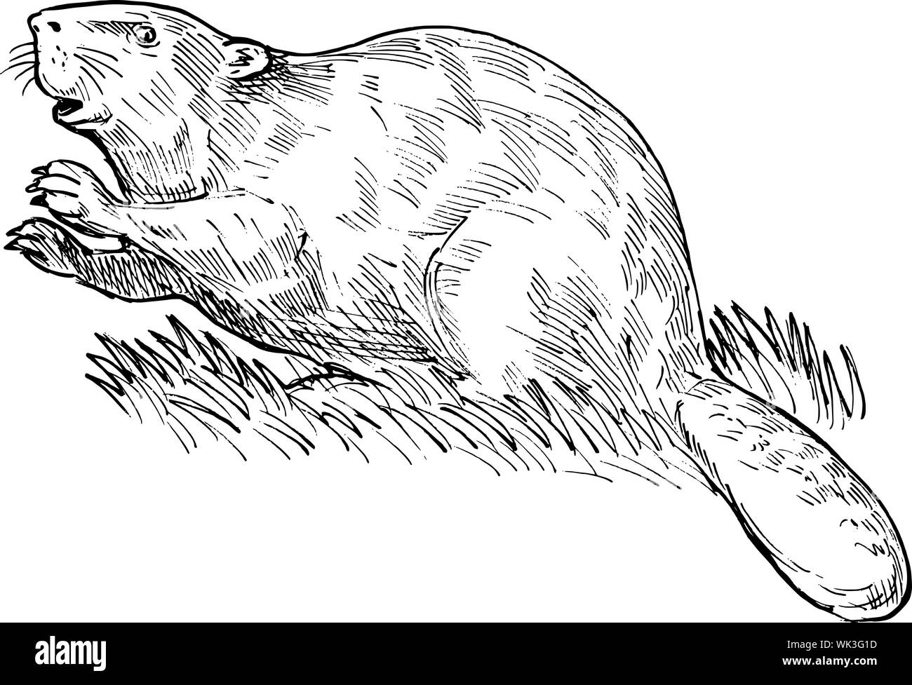 hand sketched drawing illustration of a European beaver or Eurasian beaver done in black and white. Stock Photo