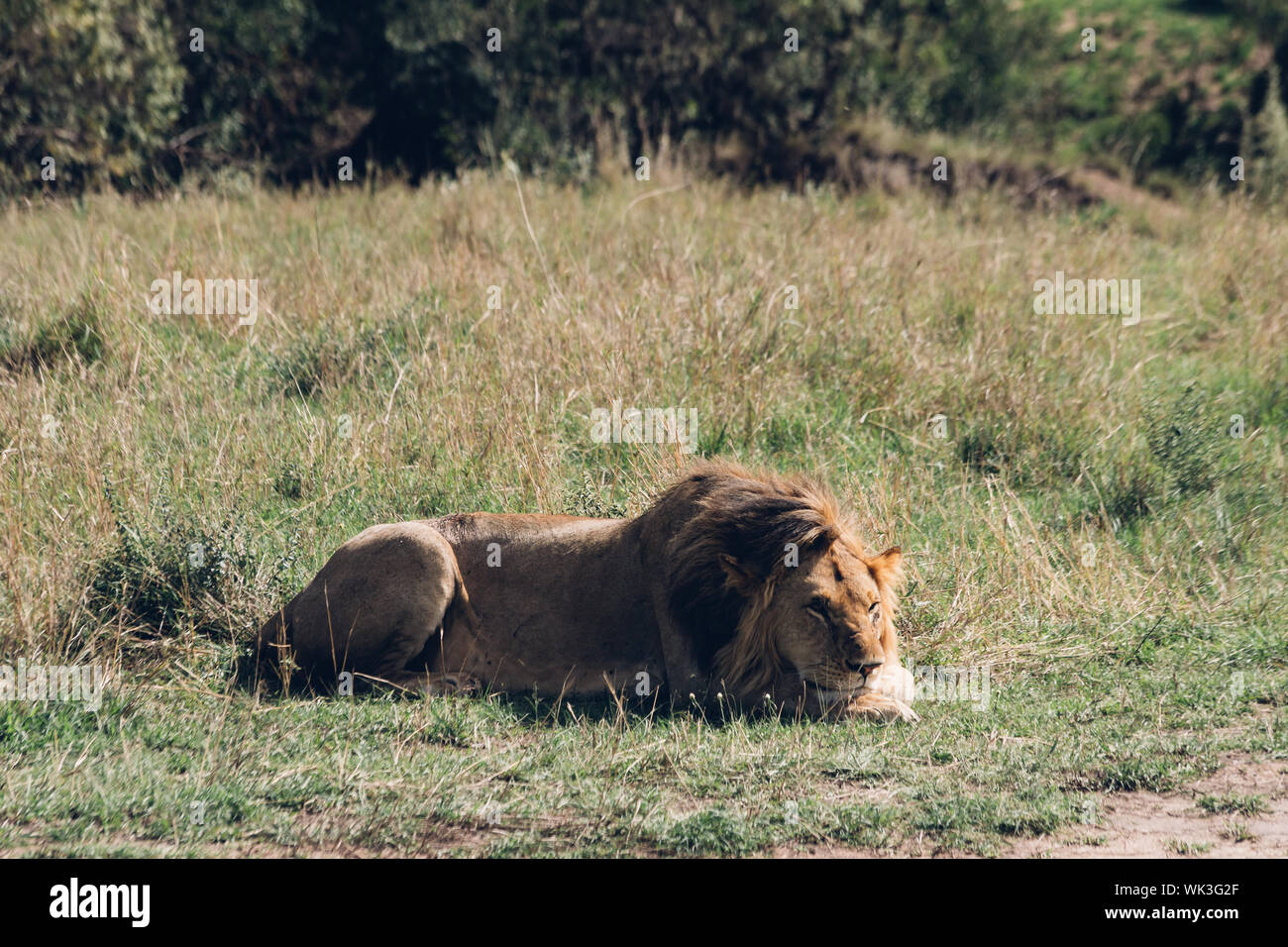 Male lion king resting in savanah in Maasai Mara national park Stock Photo