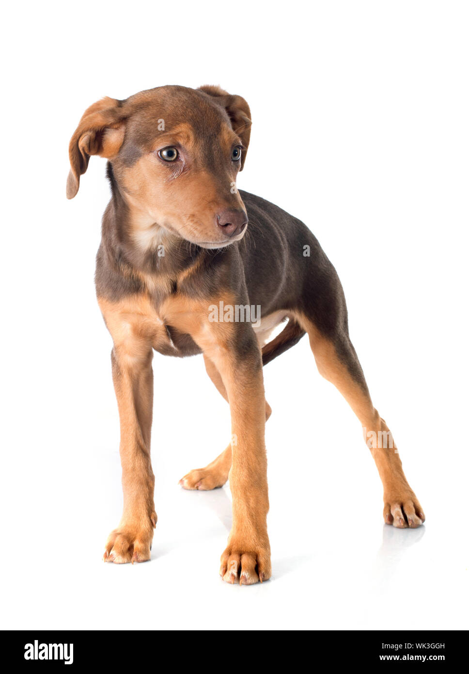 Ugyldigt større Jordbær mix breed doberman in front of white background Stock Photo - Alamy