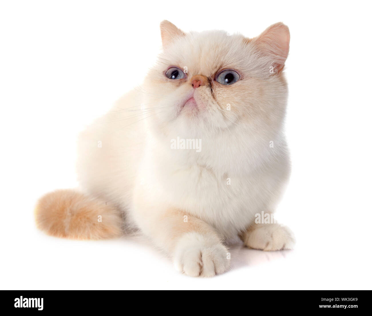 Exotic Shorthair Cat In Front Of White Background Stock Photo