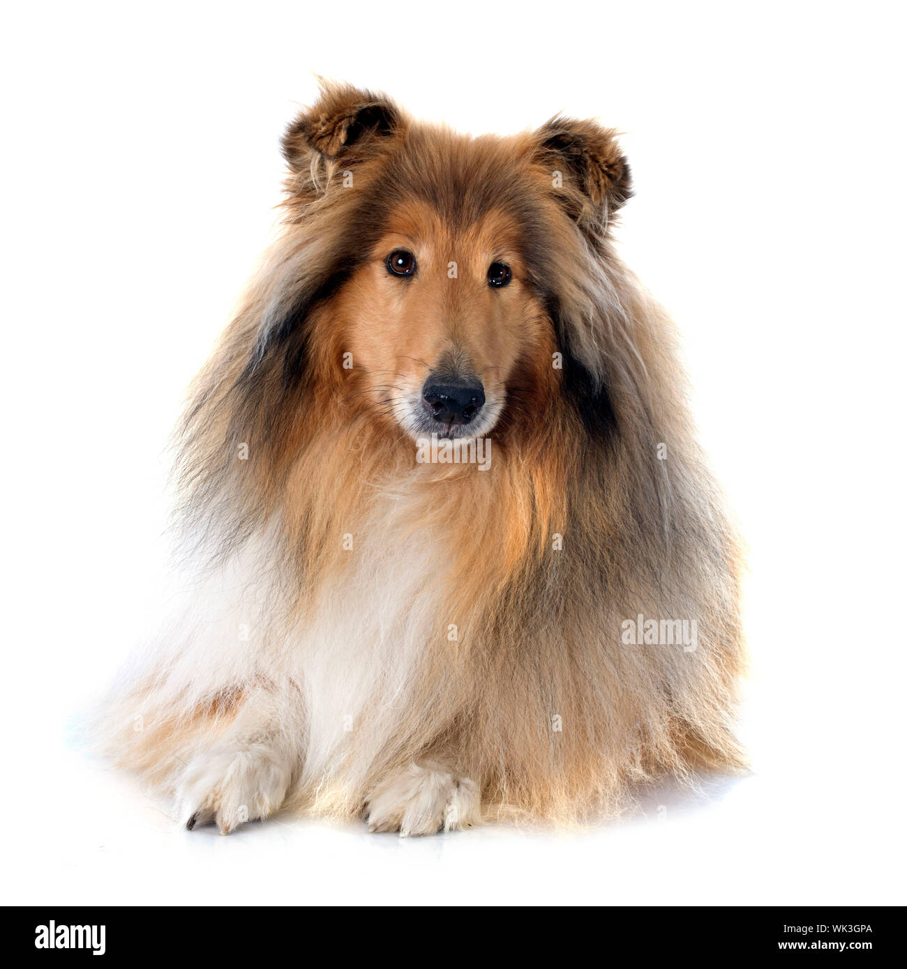 rough collie in front of white background Stock Photo - Alamy