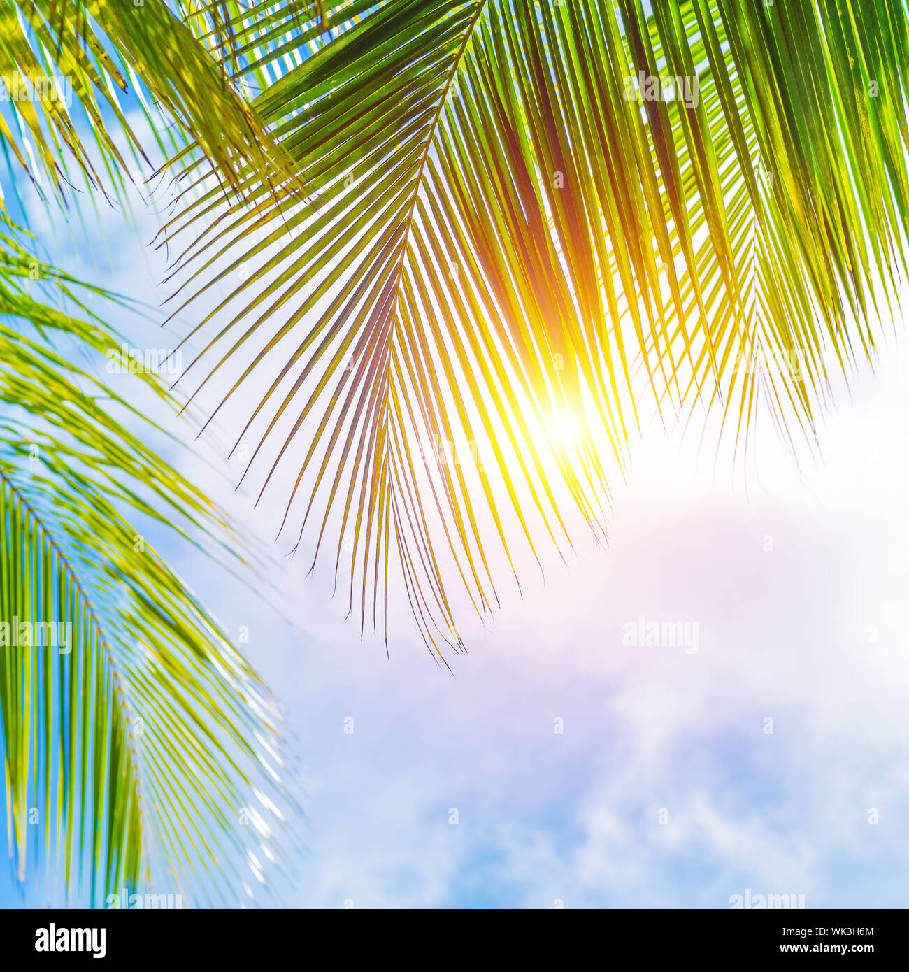Fresh green palm tree leaves border on blue cloudy sky background, sunny day, beautiful natural wallpaper, summer holidays concept Stock Photo - Alamy Fresh green palm tree leaves border on blue cloudy sky background, sunny day, beautiful natural wallpaper, summer holidays concept Stock Photo - Alamy