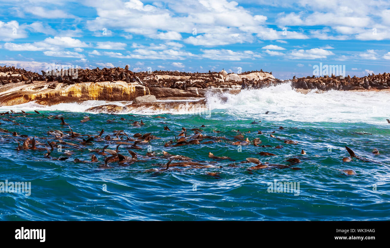 Wild South African seals Stock Photo Alamy
