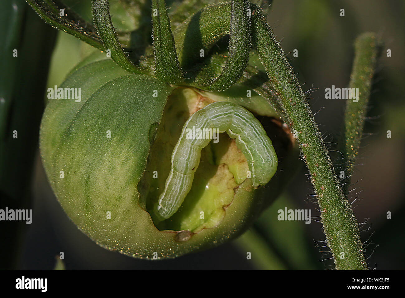 tomato horn worm larva of the five spotted hawk moth Latin Manduca quinquemaculata excavating a green tomato in summer in Italy Stock Photo