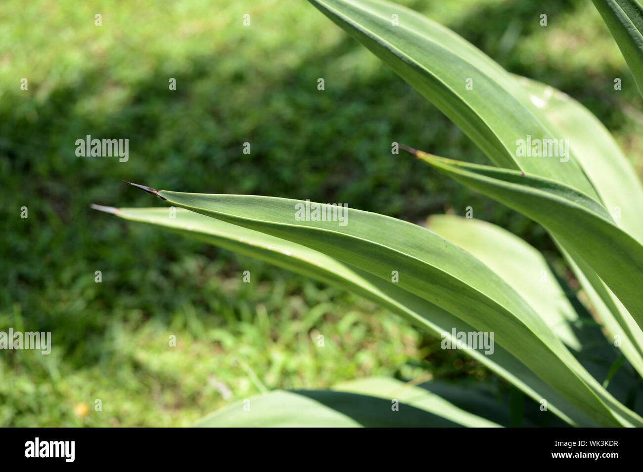 Natural light tropical climate hi-res stock photography and images - Alamy