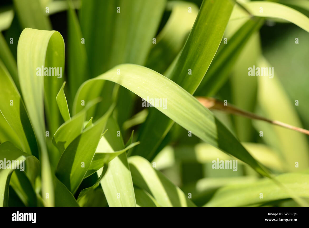 Green leaves of tropical plants close-up. Natural background Stock ...