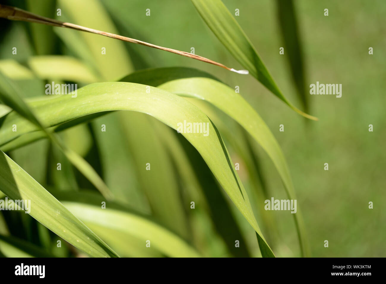 Natural light tropical climate hi-res stock photography and images - Alamy
