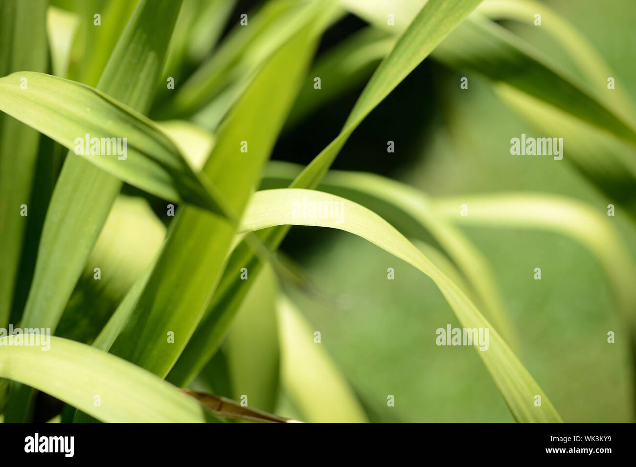 Natural light tropical climate hi-res stock photography and images - Alamy