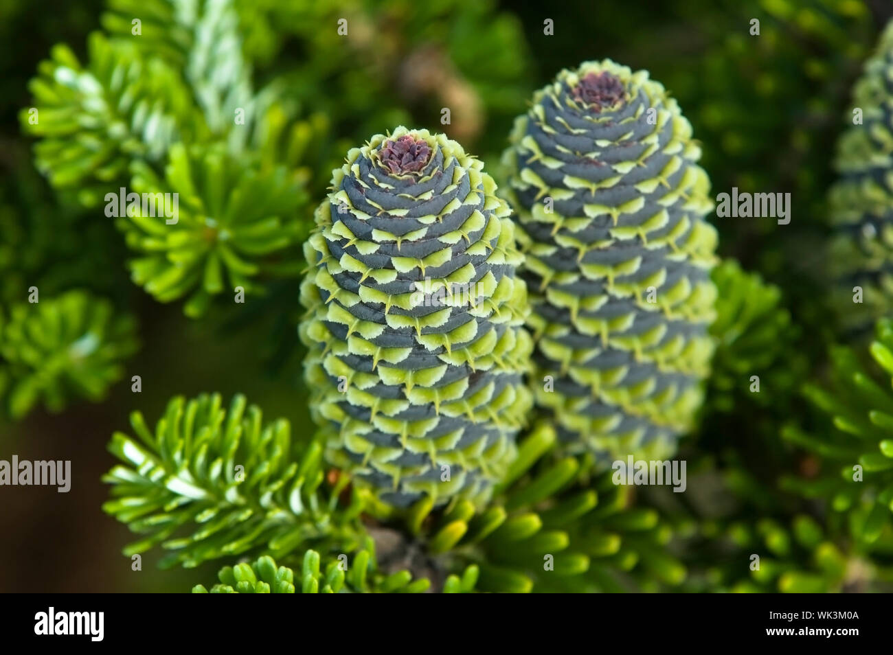pine branch with cone Stock Photo - Alamy