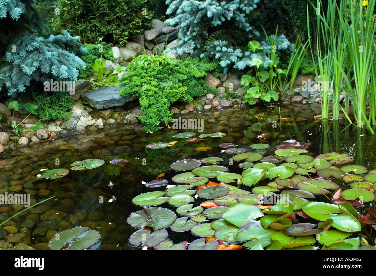 peaceful garden. nenuphar Stock Photo