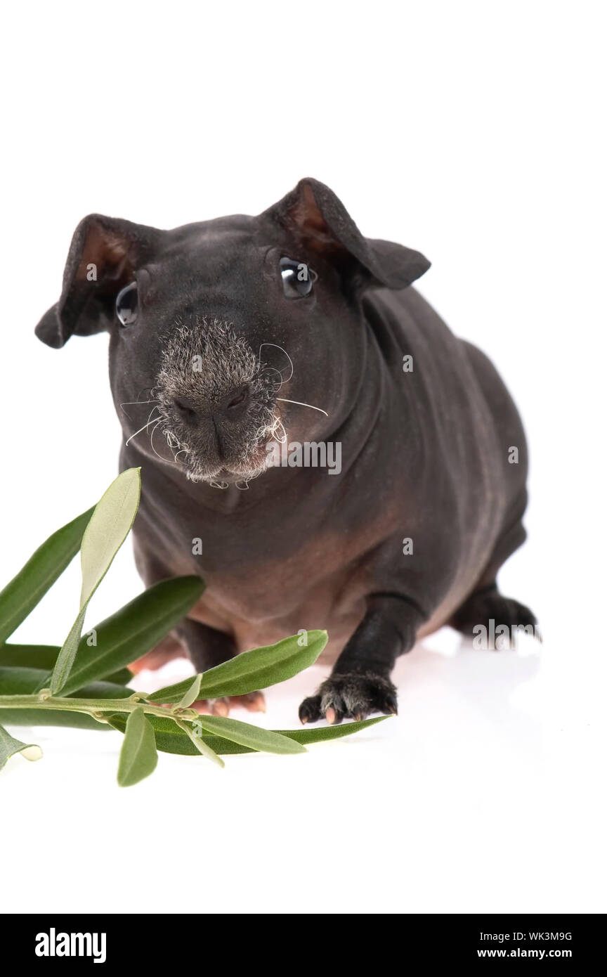 skinny guinea pig and olive branch on white background Stock Photo Alamy