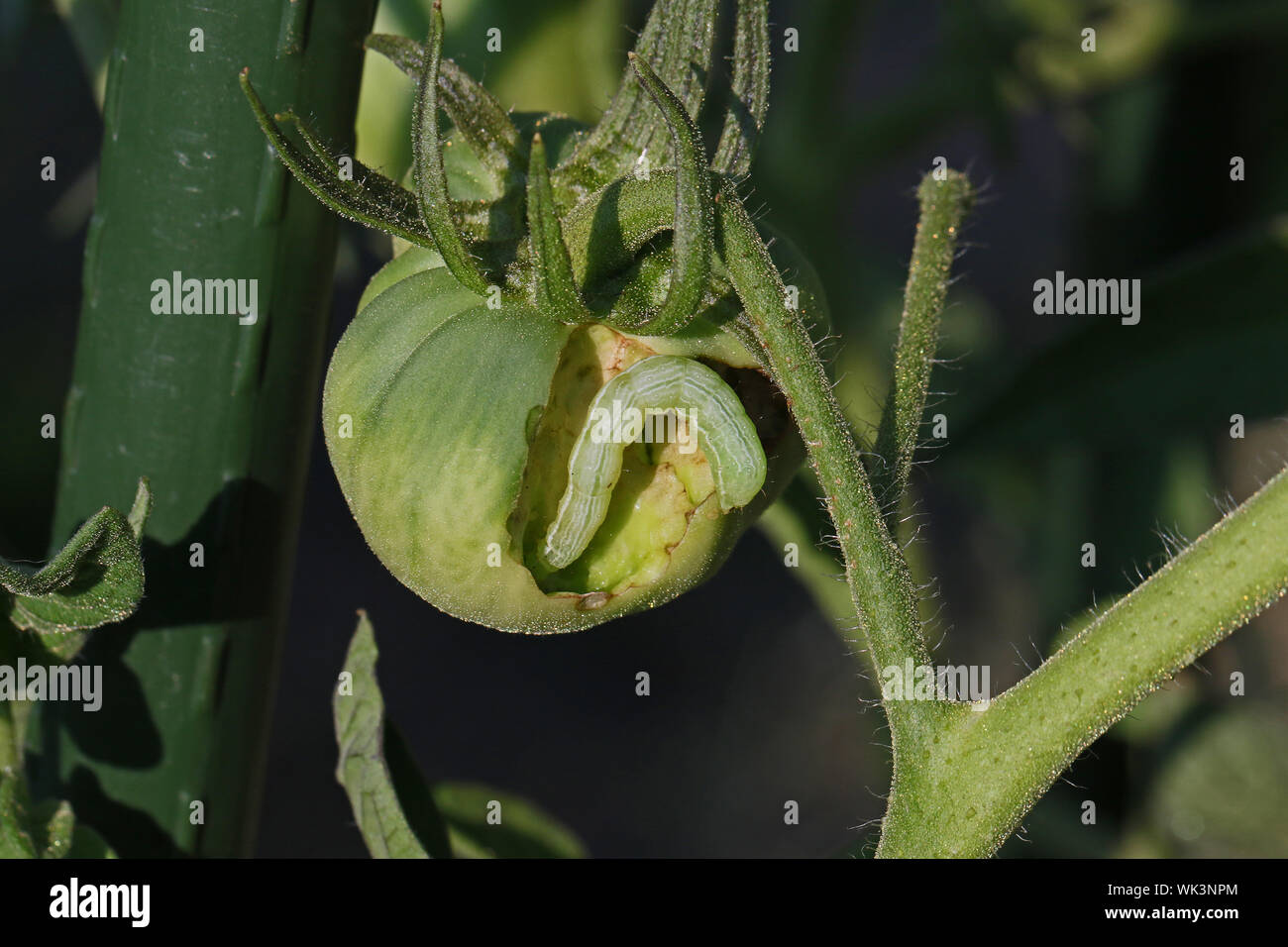tomato horn worm larva of the five spotted hawk moth Latin Manduca quinquemaculata excavating a green tomato in summer in Italy Stock Photo