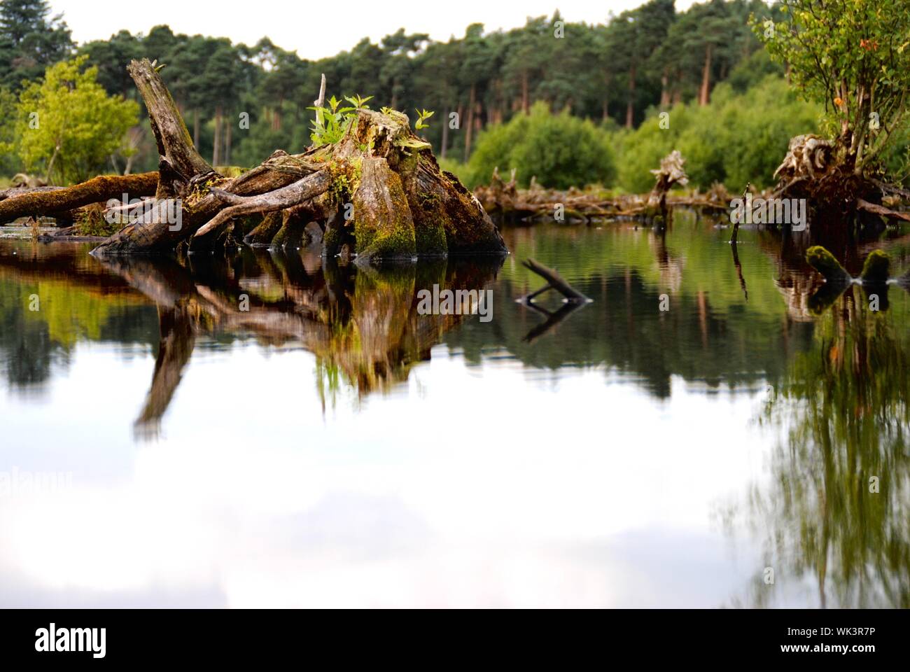 Broken Trees In Lake At Delamere Forest Stock Photo