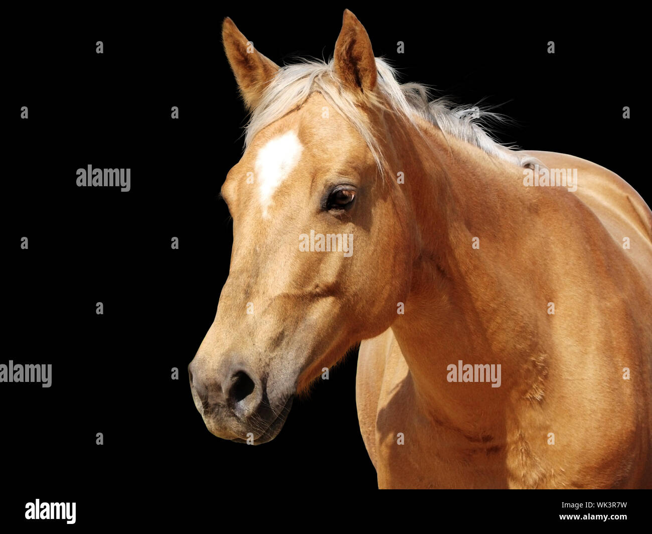 Detailed closeup of a golden palomino Quarter horse mare looking at camera isolated on black