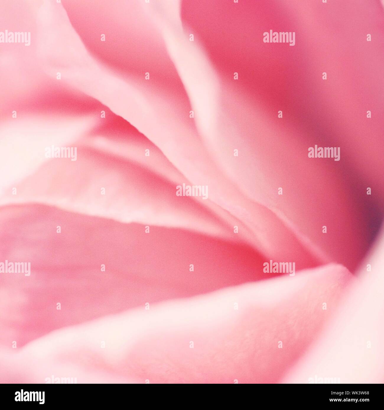 Macro Image Of Delicate Pink Petals Stock Photo