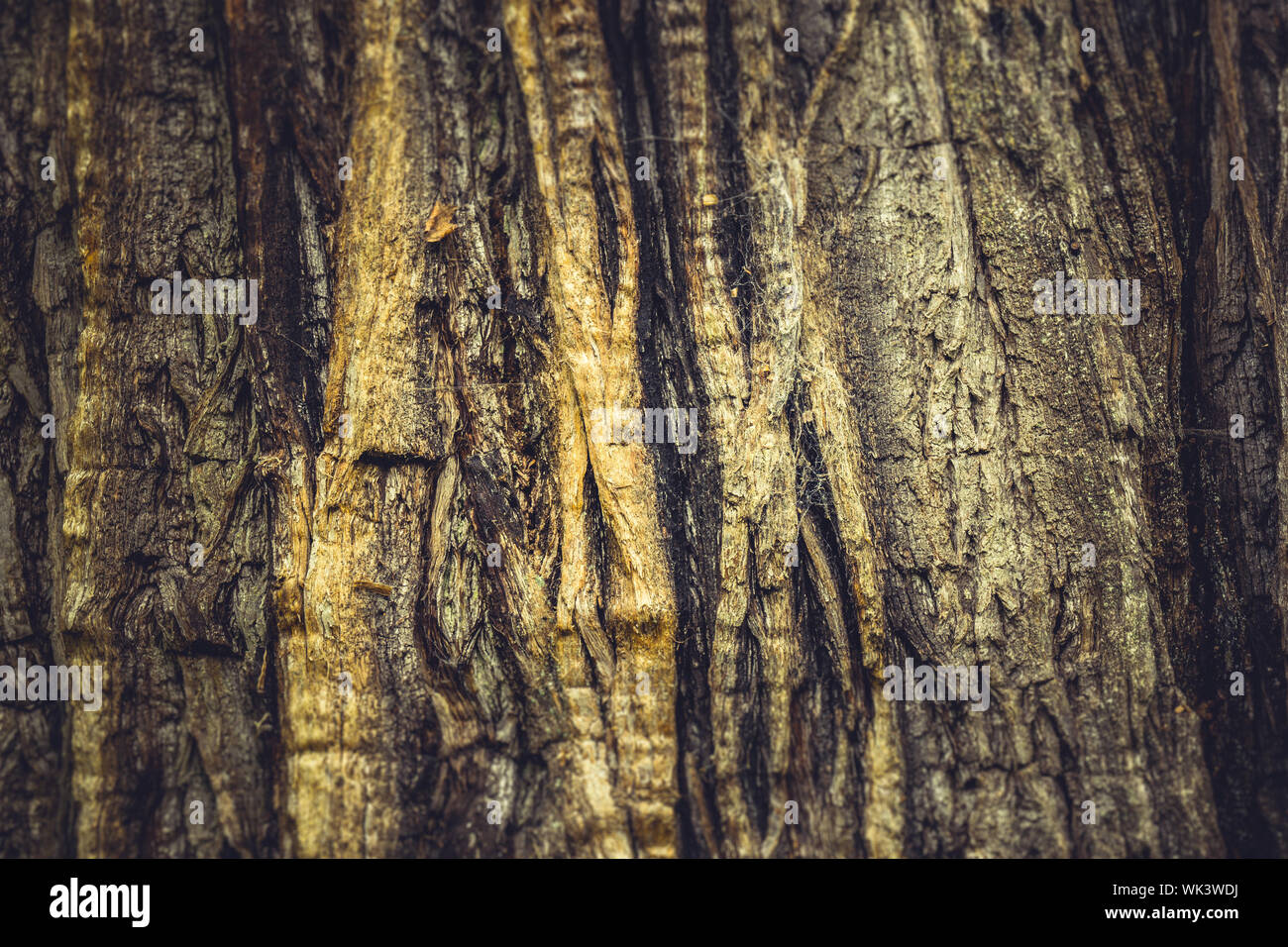 Full Frame Shot Of Trees Stock Photo