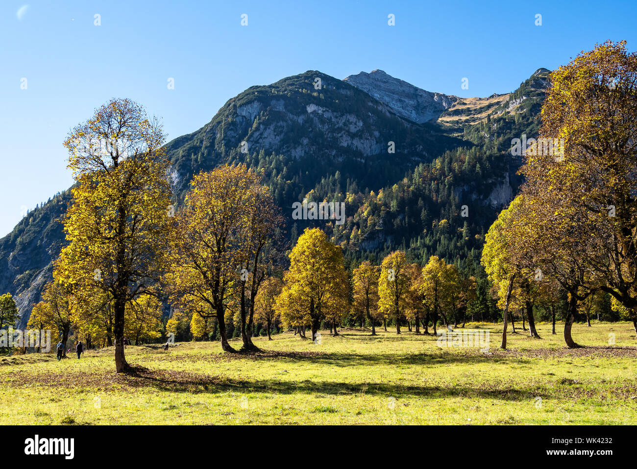 maple-trees-at-ahornboden-karwendel-mountains-tyrol-austria-stock