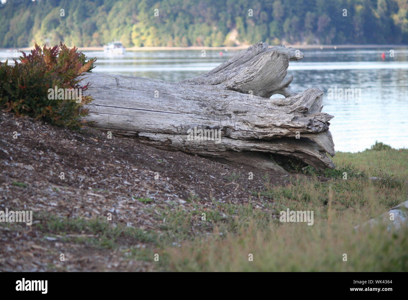 View Of Tree Trunk In Water Stock Photo