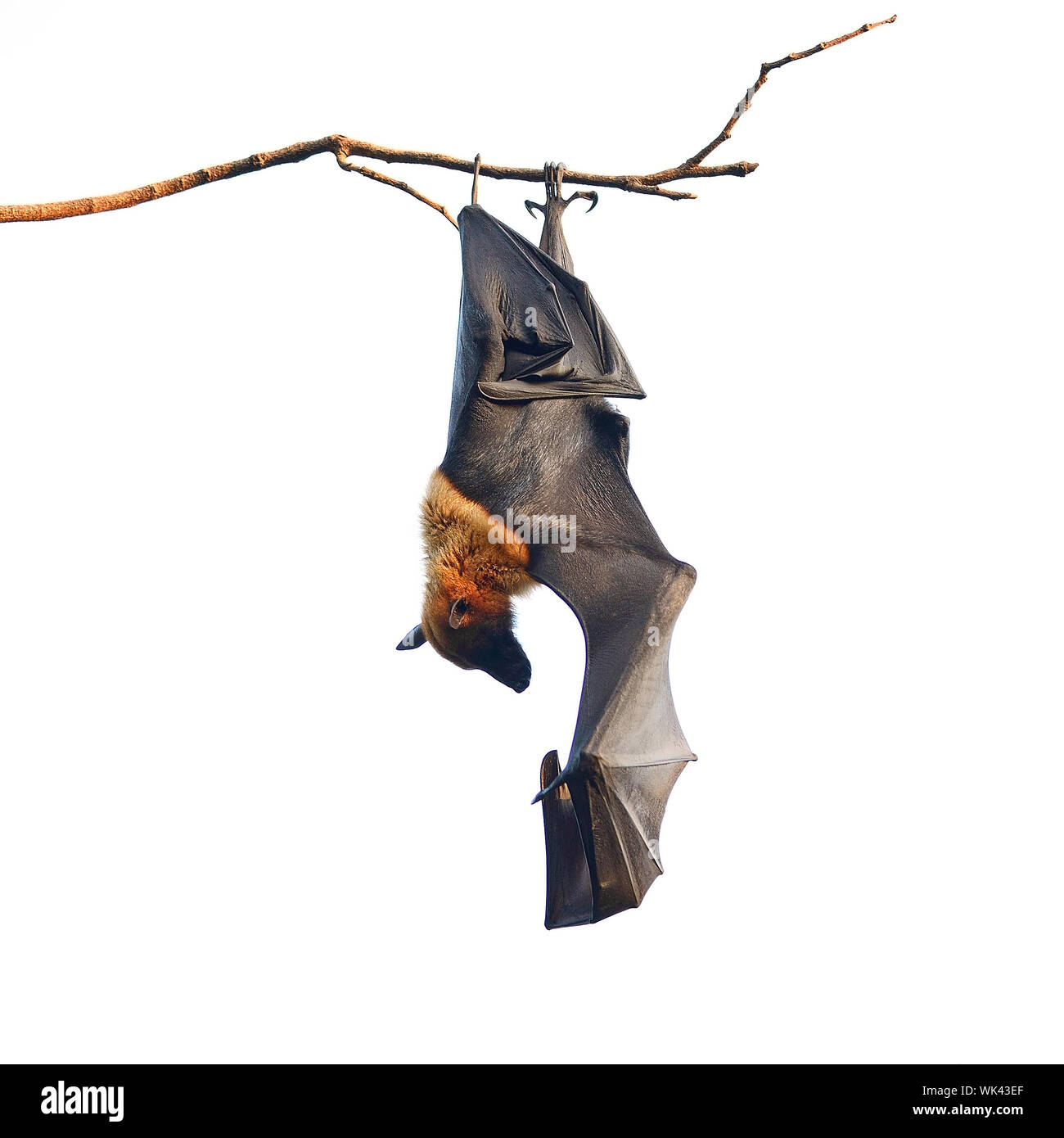 Large Bat, Hanging Flying Fox (Pteropus vampyrus), during the sleeping period in nature background Stock Photo