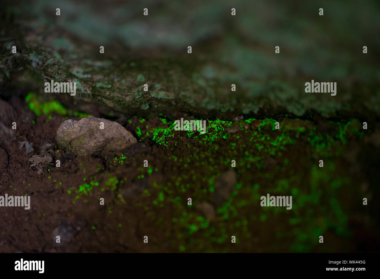 Goblin gold moss glowing in the dark Stock Photo