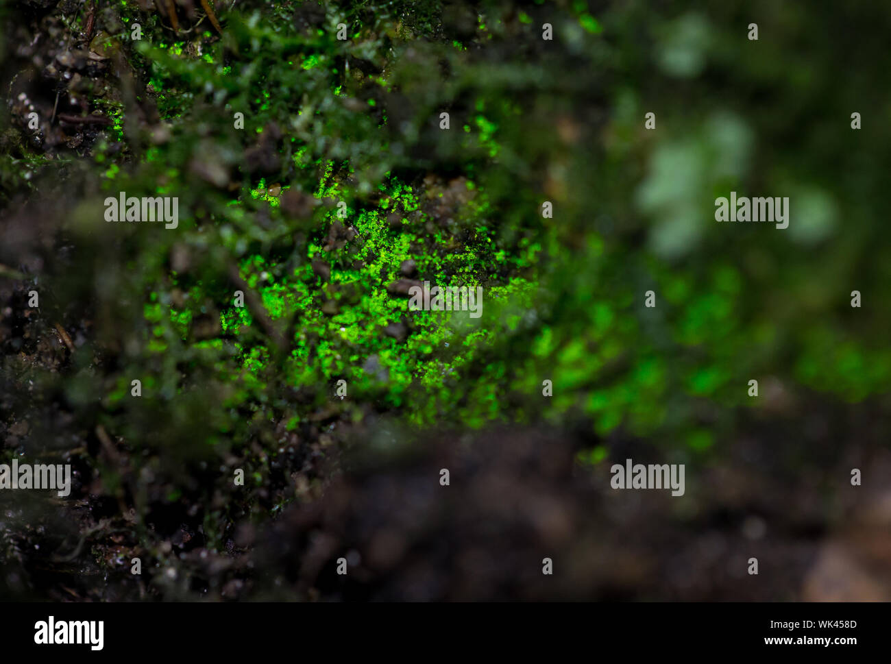 Goblin gold moss glowing in the dark Stock Photo