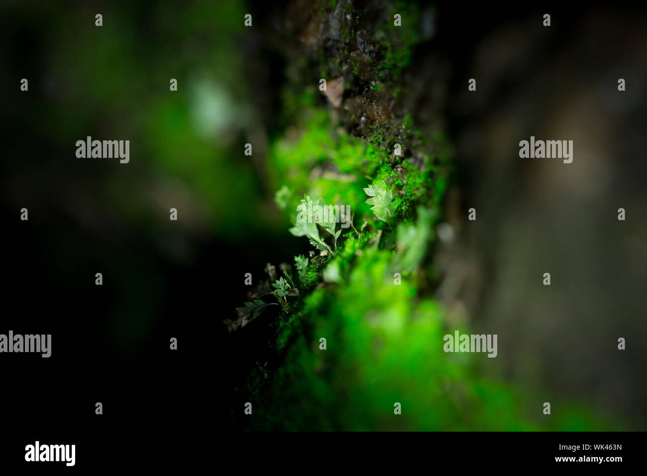 Goblin gold moss glowing in the dark Stock Photo