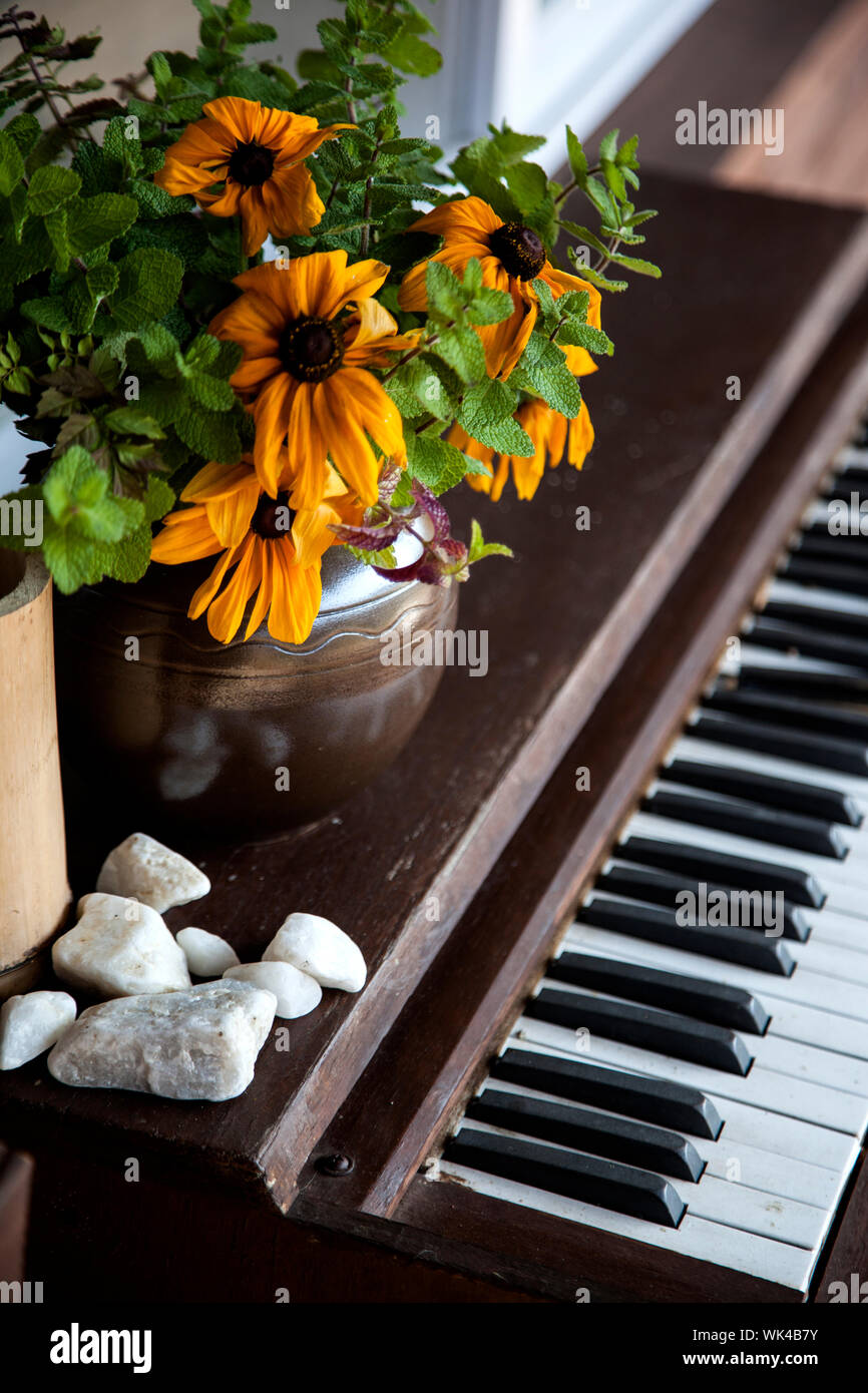 Pebbles flower hires stock photography and images Alamy