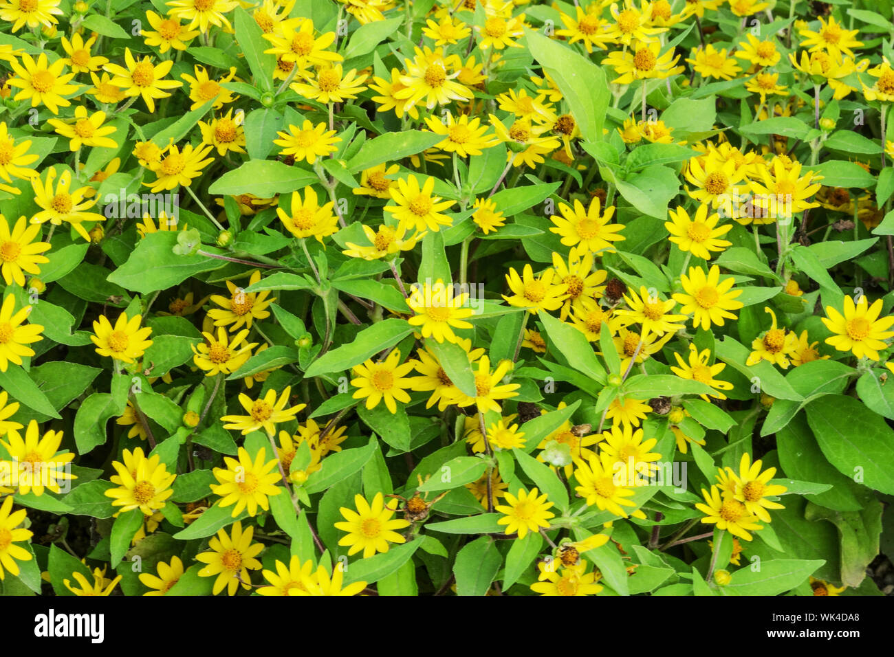 Butter Daisy Melampodium divaricatum Stock Photo Alamy