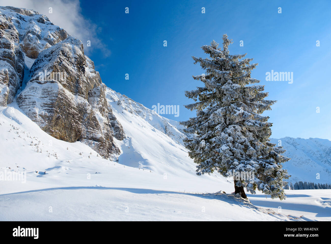 Alpen, Alpstein, Baum, Berge, Fichte, Gebirge, Himmel, Schnee, Schweiz, Schweizer Alpen, Schweizer Berge, Schwägalp, Tanne, Tannen, Tannenbaum, Winter Stock Photo