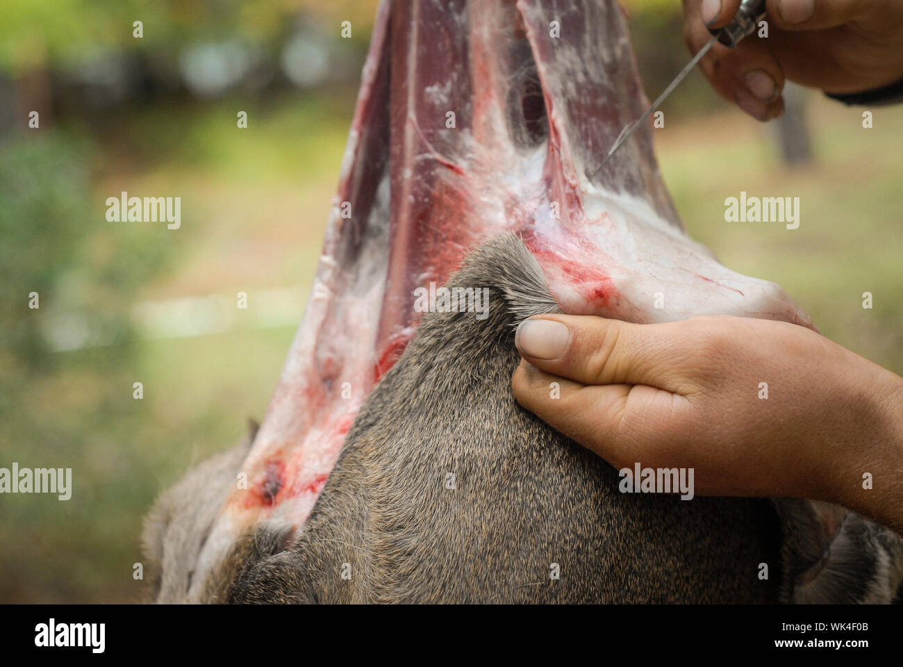 Dead animal skin hi-res stock photography and images - Alamy