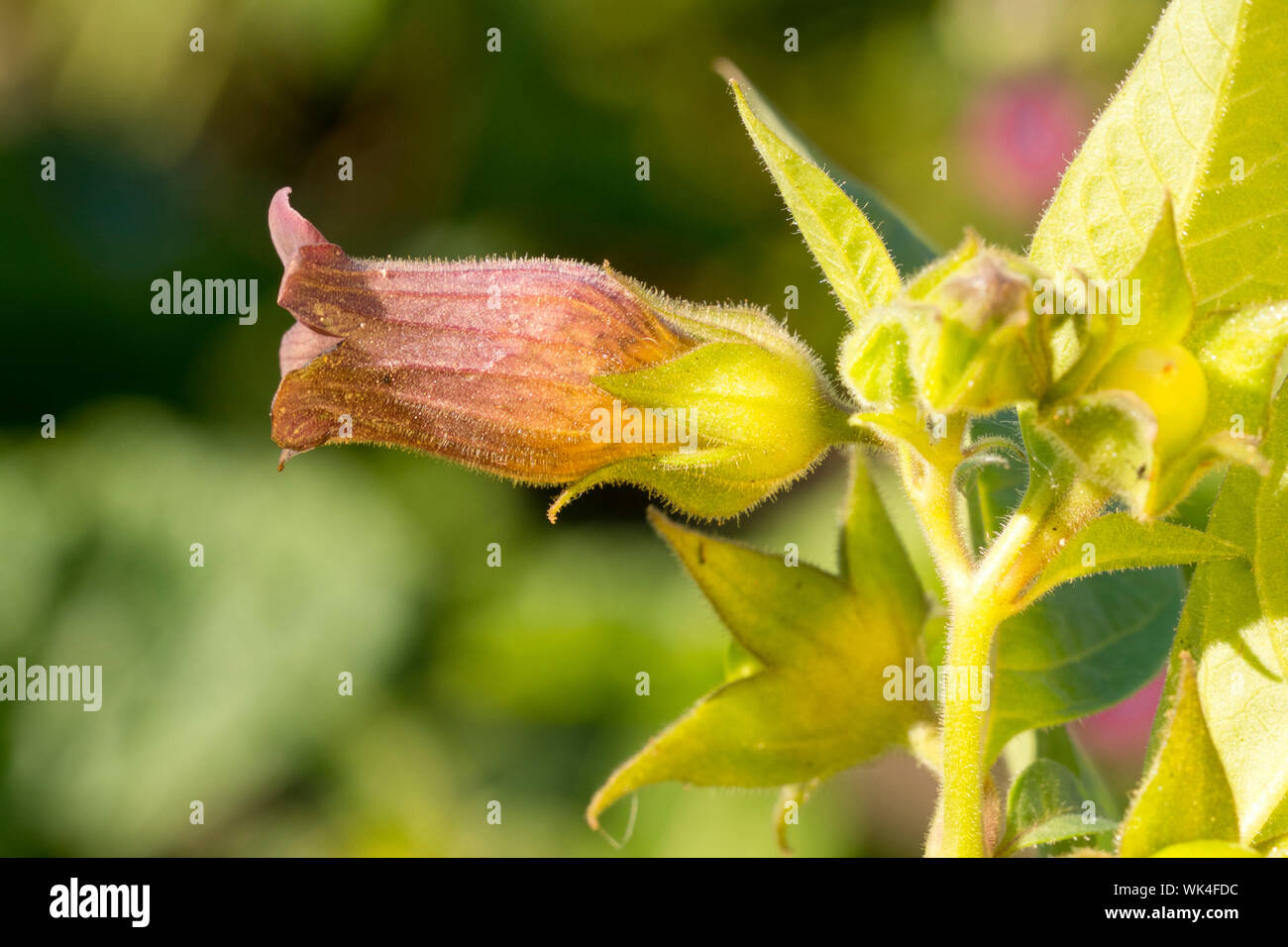 Schwarze Tollkirsche, Atropa belladonna, SchwarzeTollkirsche, Atropabelladonna, Giftpflanze, Arzneipflanze Stock Photo