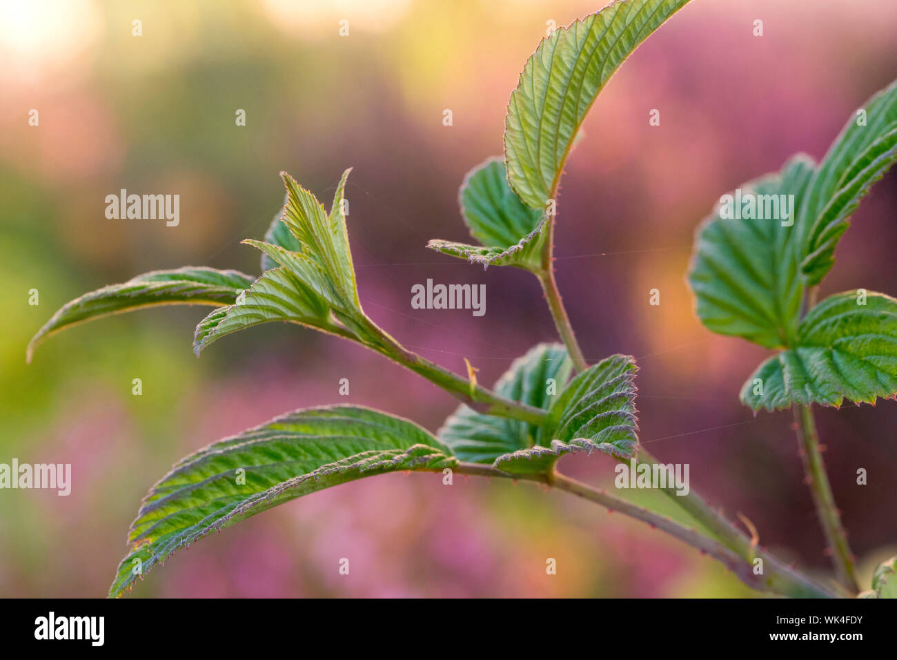 Himbeere, Rubus idaeus, Gerbstoffe, Gallotannine, Ellagitannine, Flavonoide, Vitamin C, VitaminC Stock Photo